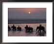 Elephants Lumber Into The River At Sonpur by George F. Mobley Limited Edition Print