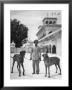 Marahaja's Great Dane Dogs Which Tower High In Comparison To An Assistant by James Burke Limited Edition Print