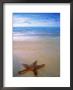 Starfish On Beach, Maldives by Peter Adams Limited Edition Print