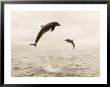 Bottlenose Dolphins Jumping Out Of Water by Stuart Westmoreland Limited Edition Print