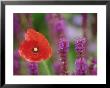 Papaver Rhoeas With Salvia by Mark Bolton Limited Edition Print