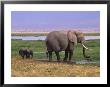 Kenya, Amboseli National Park, Elephant With Offspring by Michele Burgess Limited Edition Print