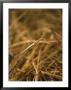 Needle In A Haystack by Terry Why Limited Edition Print
