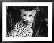 Cheetah by Henry Horenstein Limited Edition Print