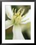 Clematis Armandii, Snowdrift, March by Mark Bolton Limited Edition Print