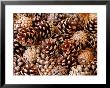 Pine Cone Background by Susie Mccaffrey Limited Edition Print