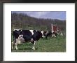 Holstein Cows On Farm, Belleville, Wisconsin by Lynn M. Stone Limited Edition Print