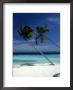 Palm Trees On Tropical Beach, Maldives by Frank Chmura Limited Edition Print