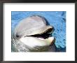 Bottlenose Dolphin, Teeth And Eye, Usa by David B. Fleetham Limited Edition Print