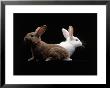 White And Brown Rabbit by Howard Sokol Limited Edition Print