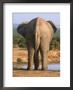 Rear End Of Elephant by Bonnie Lange Limited Edition Print