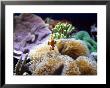 Clown Fish by Bruce Ando Limited Edition Print