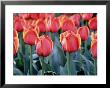 Red Tulips by Mark Windom Limited Edition Pricing Art Print