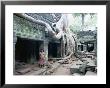 Ta Prohm Temple, Angkor, Cambodia by Angelo Cavalli Limited Edition Print