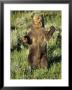 Grizzly Bear Bear Standing, Usa by Daniel Cox Limited Edition Print
