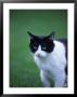 Black And White Cat Walking In Grass by Donald Higgs Limited Edition Print