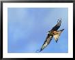 Red Kite, Flying Over Feeding Station, Powys, Uk by Richard Packwood Limited Edition Print