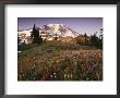 Alpine Summer Wildflowers, Mt. Rainer National Park by Stuart Westmoreland Limited Edition Print