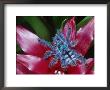 Antilles Pinktoe Tarantula by Brian Kenney Limited Edition Print