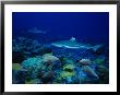 Blacktip Reef Sharks, Swimming, Polynesia by Gerard Soury Limited Edition Print