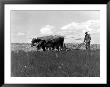 Farmer Steering Plow Pulled By Two Bulls by Ewing Galloway Limited Edition Print