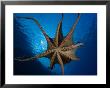 Day Octopus, Male, Hawaii by David B. Fleetham Limited Edition Pricing Art Print