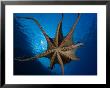 Day Octopus, Male, Hawaii by David B. Fleetham Limited Edition Print