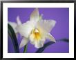 Cattleya Orchid by Masa Kono Limited Edition Pricing Art Print