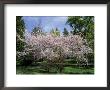 Cherry Trees In Bloom by Mark Windom Limited Edition Pricing Art Print