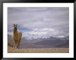 Guanaco In Atacama Desert by Alessandro Gandolfi Limited Edition Print