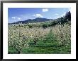 Apple Orchard In Bloom, Chelan County, Wa by Mark Windom Limited Edition Print