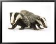 Badgers, Juveniles by Les Stocker Limited Edition Print