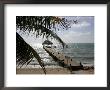 Belize, Tropical Scene Of Dock And Palm Trees by Yvette Cardozo Limited Edition Print