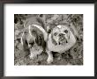 Two Dogs Looking Up by Gareth Rockliffe Limited Edition Pricing Art Print