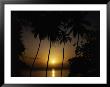 Silhouette Of Palm Trees, Caribbean by Mark Dyball Limited Edition Print