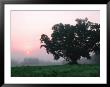 Foggy Sunrise And Oak Tree by Pat Canova Limited Edition Print