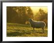 Sheep In Field On Cold Morning, Scotland by Mark Hamblin Limited Edition Print