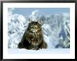 Maine Coon Cat by Klein And Huber Limited Edition Print