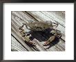 Blue Claw Crab On Dock by Linda Reeves Limited Edition Pricing Art Print