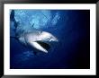 Aggressive Tiger Shark, Australia by Jeff Rotman Limited Edition Print