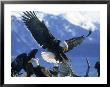 Bald Eagles, Haliaeetus Leucocephalus by Mark Newman Limited Edition Pricing Art Print