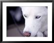 Close-Up Of White Husky Dog by Mark Segal Limited Edition Print