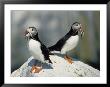 Atlantic Puffins With Fish, Machais Sea Island, Me by David White Limited Edition Print