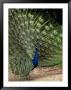Male Peacock by Jerry Koontz Limited Edition Pricing Art Print