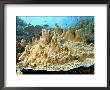 Plate Corals, Komodo, Indonesia by Mark Webster Limited Edition Print