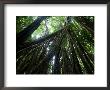 Matapalo Tree Or Strangler Fig, Osa Peninsula, Costa Rica by Roy Toft Limited Edition Print