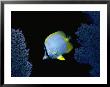 Spotfin Butterflyfish by Larry Lipsky Limited Edition Pricing Art Print