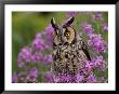 Long Eared Owl by Russell Burden Limited Edition Pricing Art Print