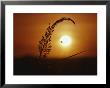 Indian Grass & Orb Spider, Tallgrass Prairie, Ma by Frank Staub Limited Edition Print