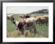 Texas Longhorn Cattle by Allen Russell Limited Edition Print